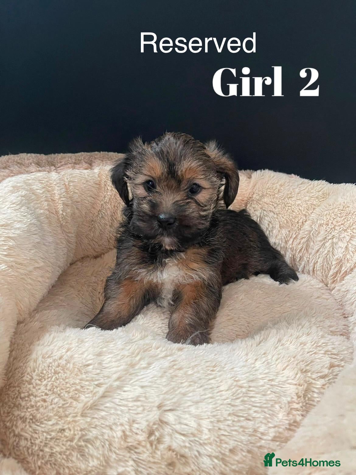 Shorkie dogs  Shorkie puppies Ready for their Forever Homes ✨ - Advert 2