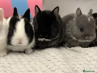 Netherland Dwarf rabbits Pure Netherland Dwarf bunnies - Advert 10