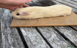 Guinea Pig rodents for sale: Pure bred California & Swiss guineapigs  - Image 15