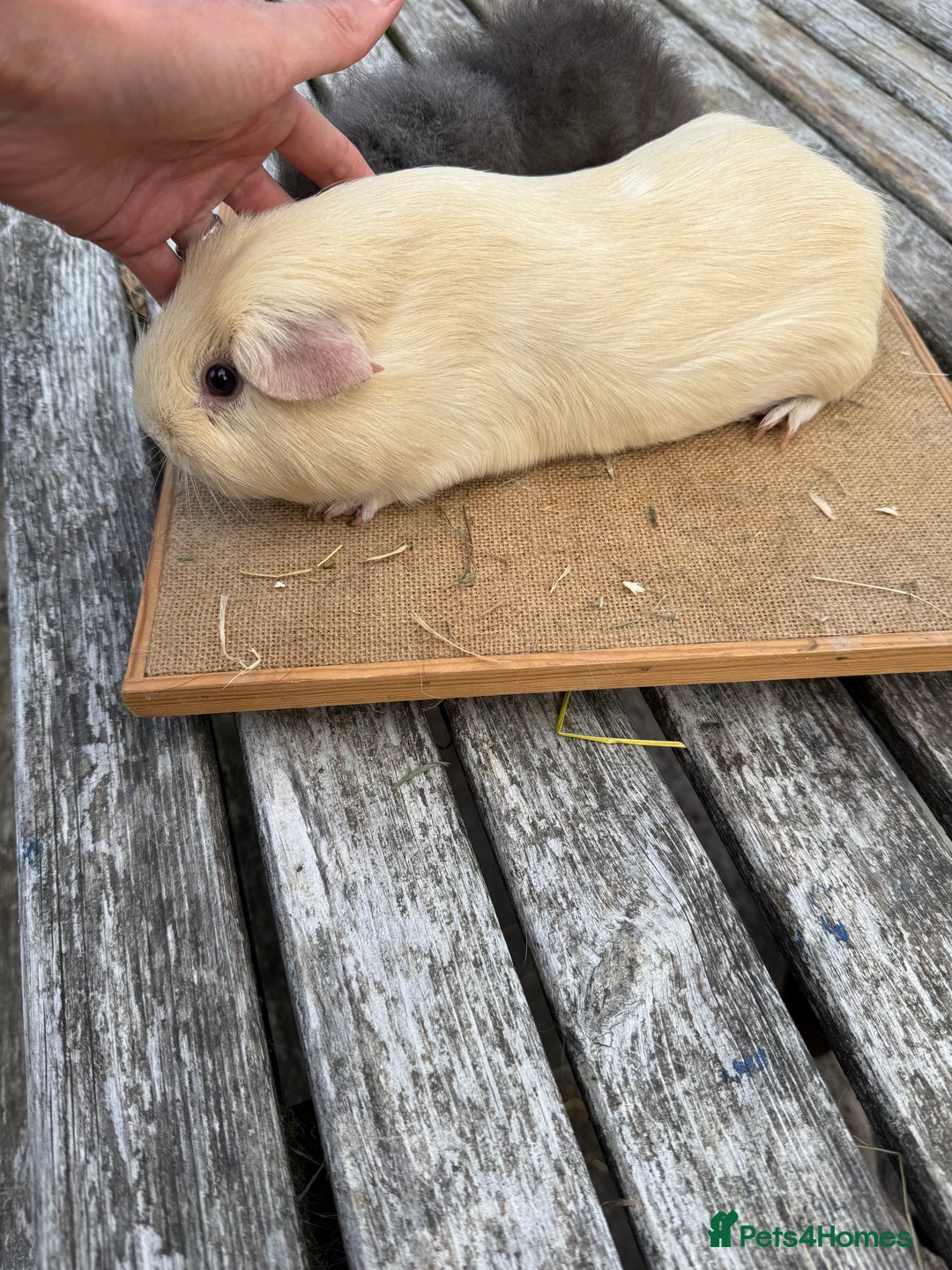 Guinea Pig rodents for sale: Pure bred California & Swiss guineapigs  - Image 15