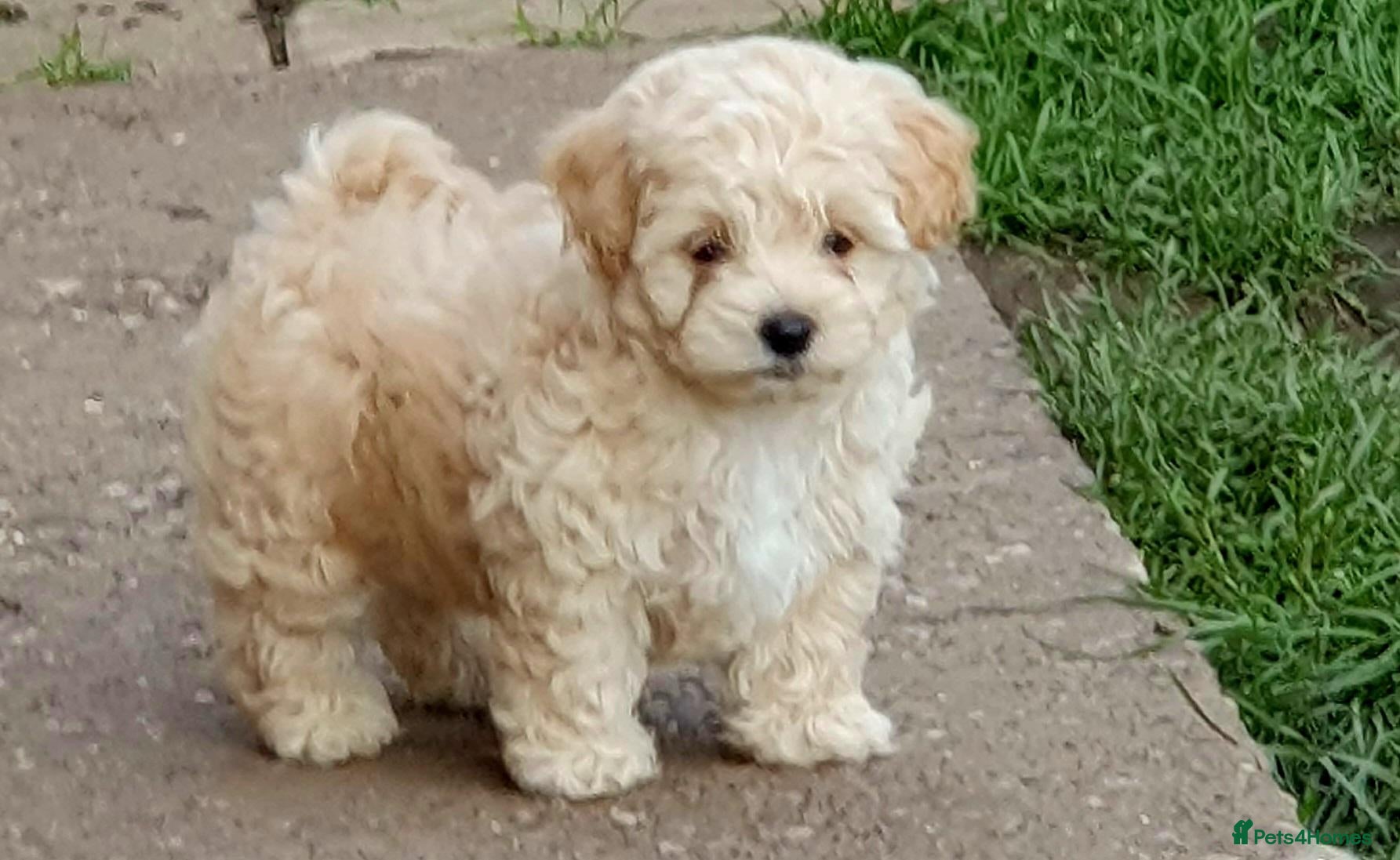 Maltipoo dogs for sale: Korean mulitpoo - Advert 1