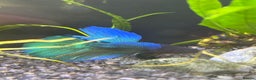 Bettas fish for sale: Few bettas available  - Advert 4