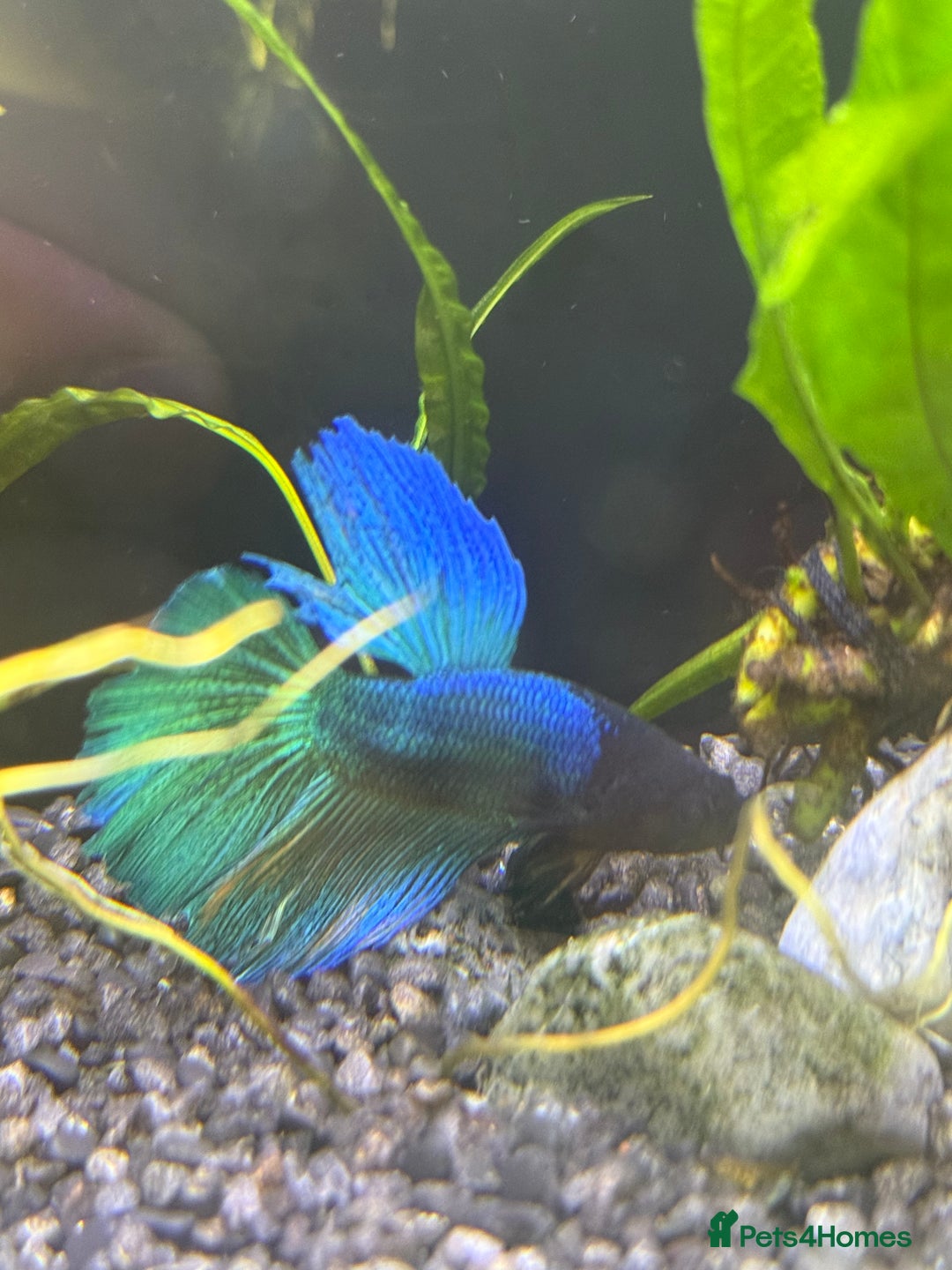 Bettas fish for sale: Few bettas available  - Advert 4