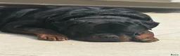 Rottweiler dogs for sale:     Premium KC Registered Rottweilers - Advert 3