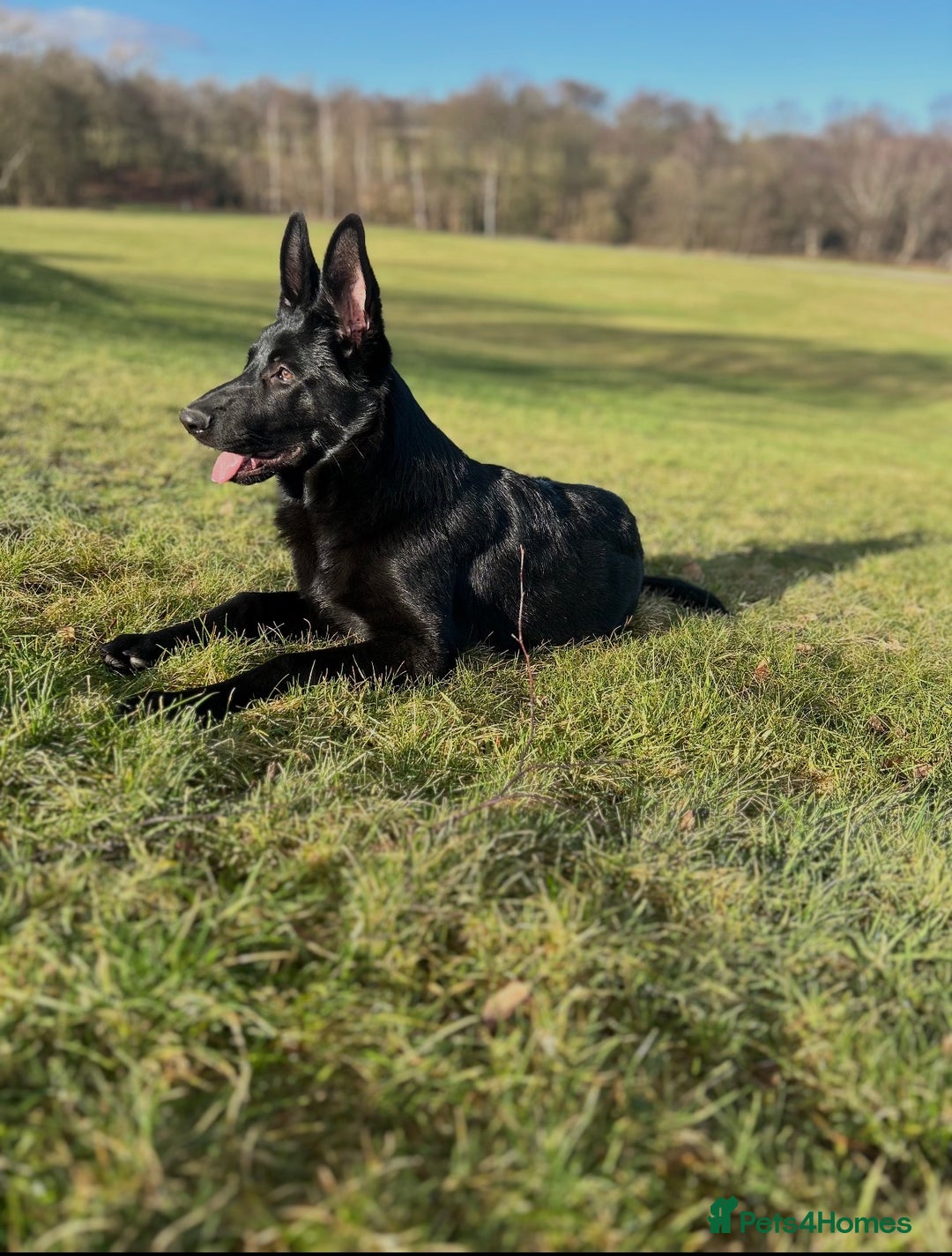 German Shepherd dogs for stud: Black German Shepherd stud - Advert 5