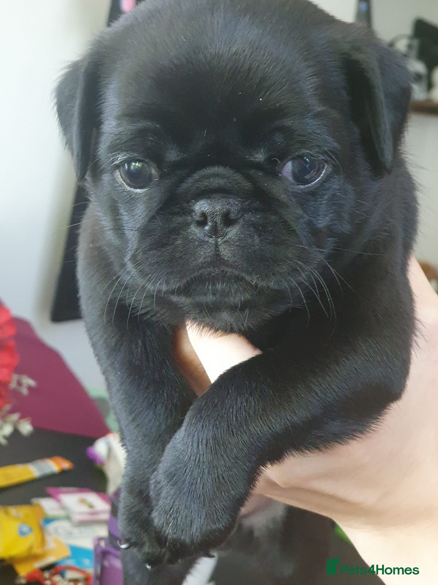 Pug dogs 3x pug girls 1x pug boy - Advert 6