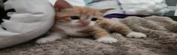 Mixed Breed cats for sale: 3 beautiful kittens  in Stockton-on-Tees - Advert 9