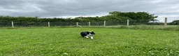 Border Collie dogs for sale: 10 month old kc reg border collie boy - Advert 3