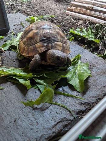 Tortoise reptiles Spur thigh tortoise - Advert 3