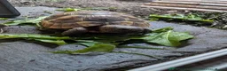 Tortoise reptiles for sale: Spur thigh tortoise - Advert 1