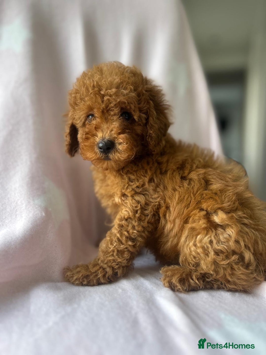 Miniature Poodle dogs for sale: Small size beautiful perfect poodle babys - Image 9