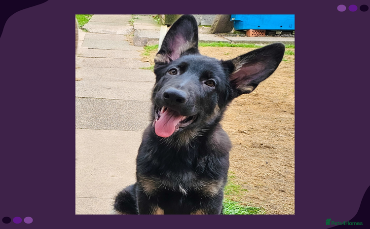 German Shepherd dogs - Advert 10