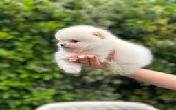 Pomeranian dogs for sale: Tiny Pomeranian Girls – Champion Bloodlines - Image 9