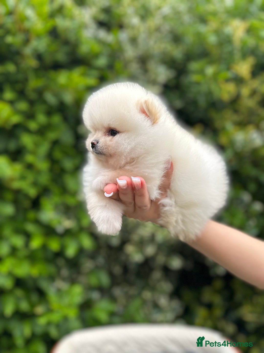 Pomeranian dogs for sale: Tiny Pomeranian Girls – Champion Bloodlines - Image 9