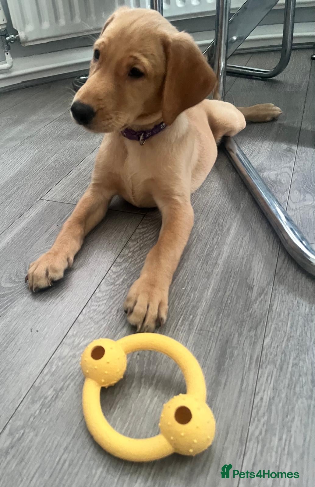 Labrador Retriever dogs 1 Girl! Adorable KC Labrador Puppies - Advert 1