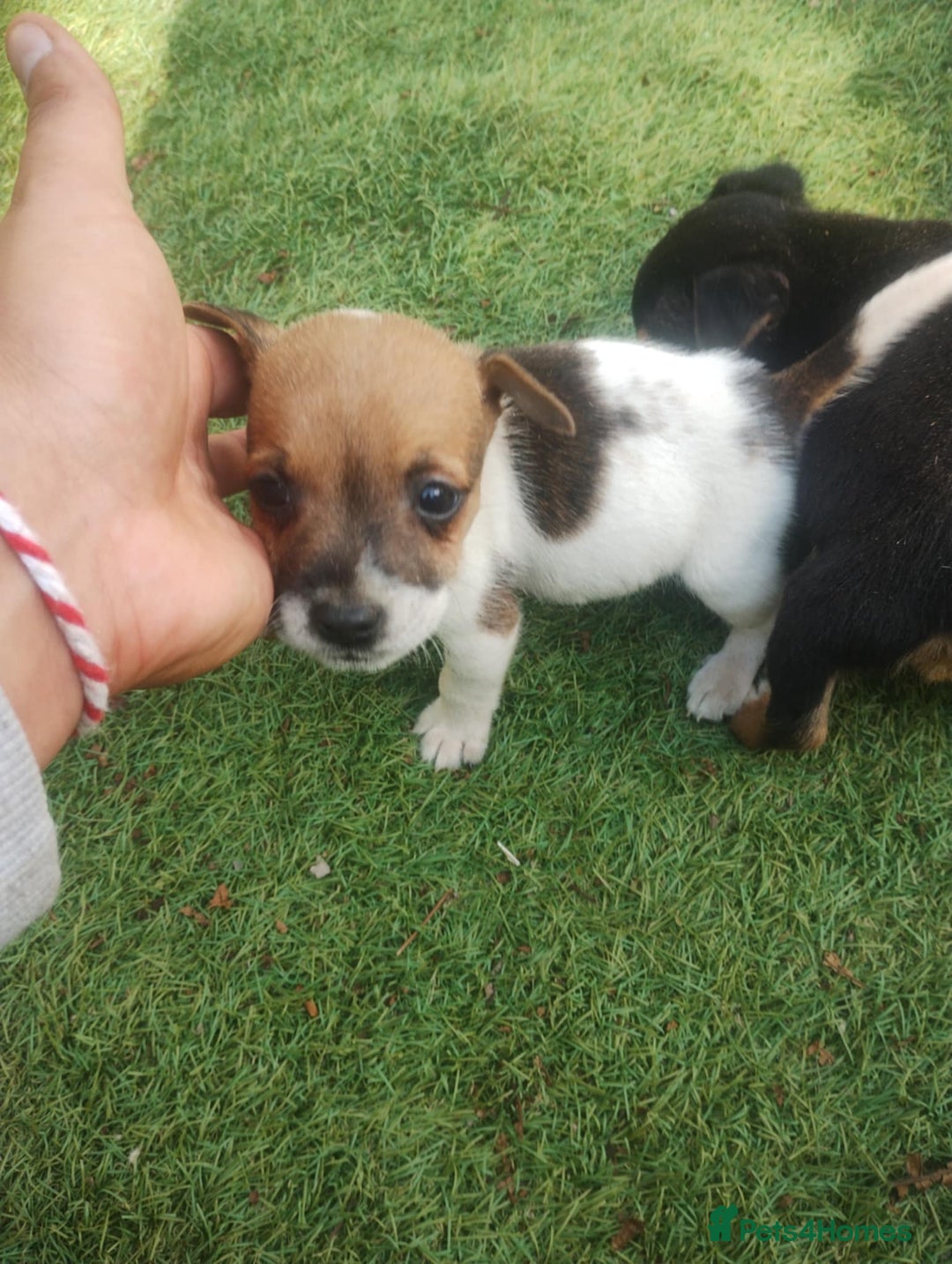 Jack Russell dogs for sale: Tradisional Jack russles  - Image 8