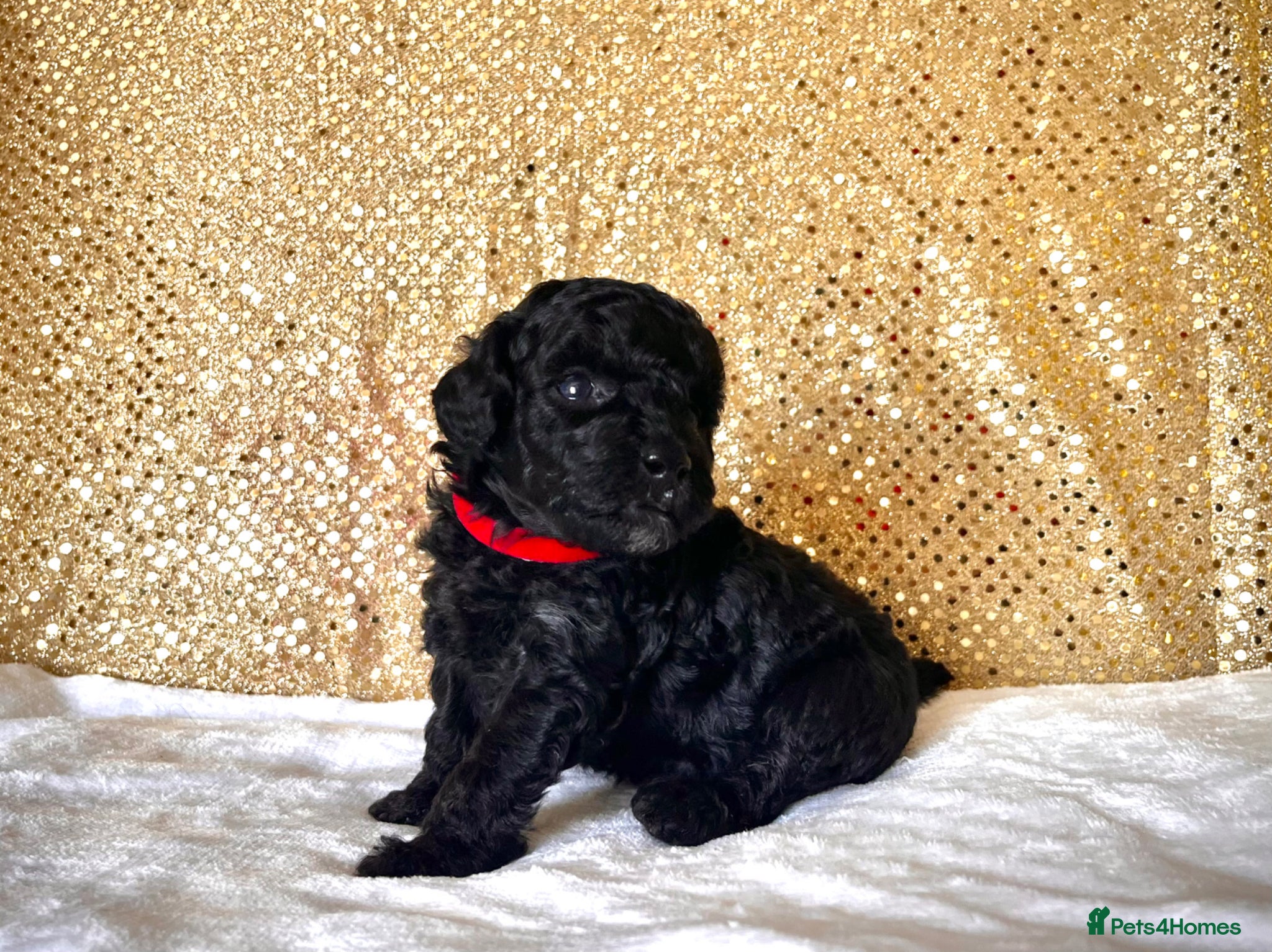 Poodle dogs 🌟Stunning Mini Poodles🌟CHAMPION LINES, DNA CLEAR - Advert 1