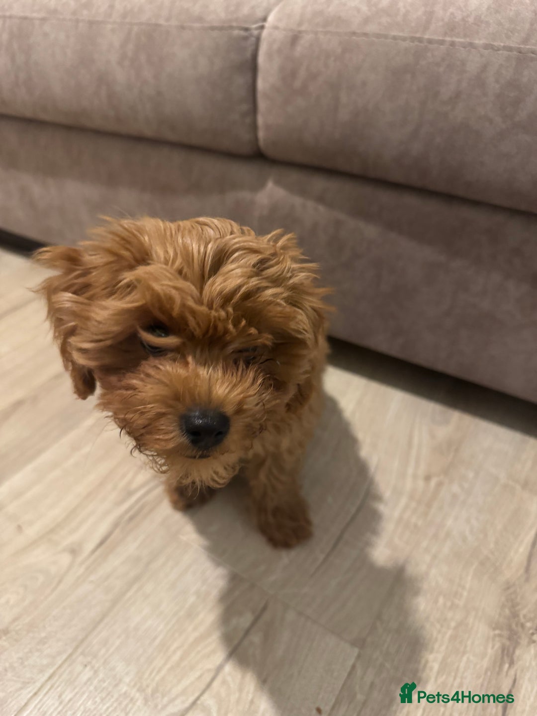 Cavapoo dogs for sale: REHOME  - Advert 4