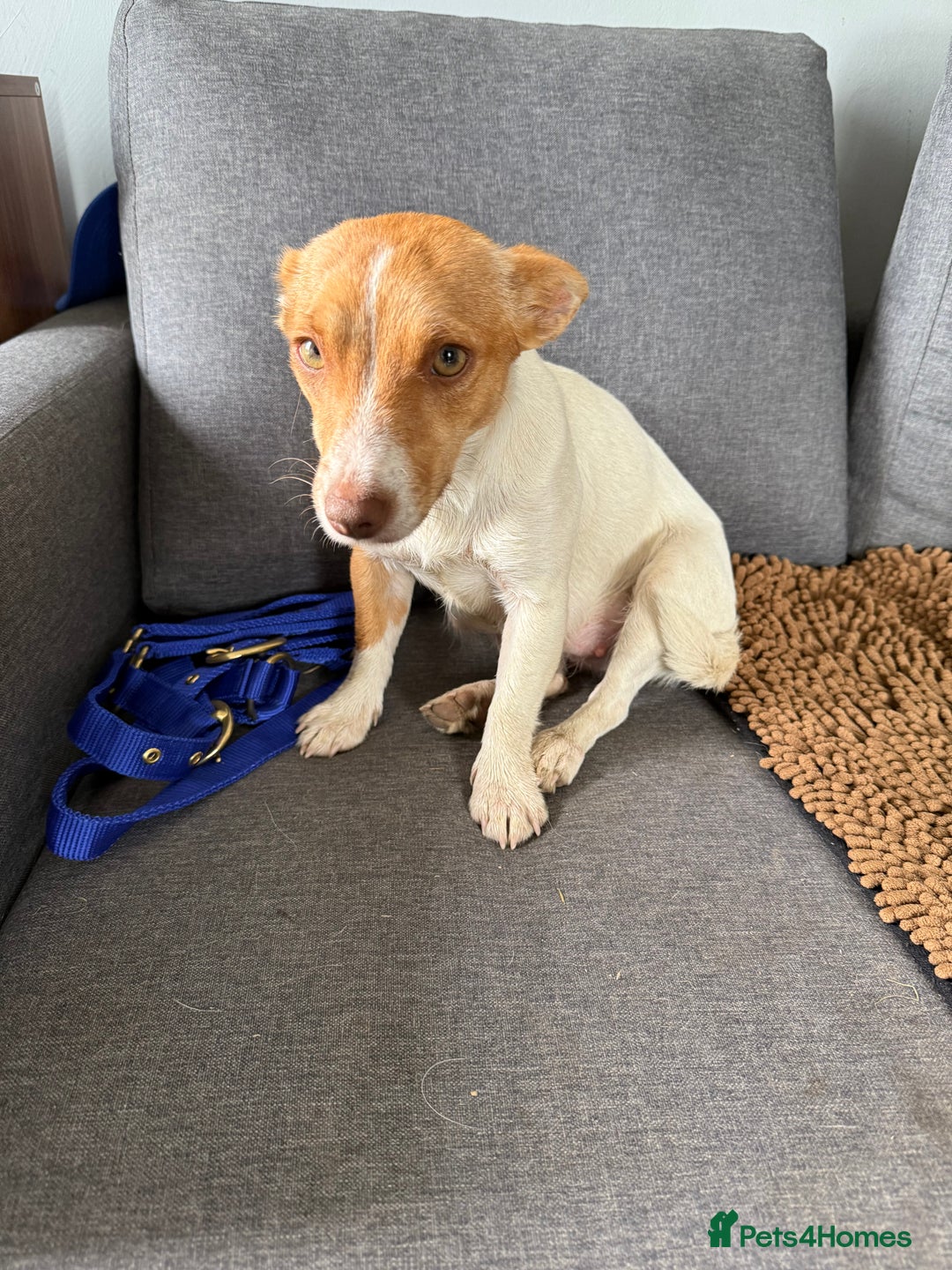 Jack Russell dogs for sale: 3 Jack Russel pups  - Image 5