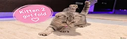 Scottish Fold cats for sale: 🐾 Beautiful Scottish Fold & Scottish Straight🐾 - Advert 28