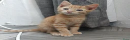 Mixed Breed cats for sale: Kittens in Truro - Advert 9