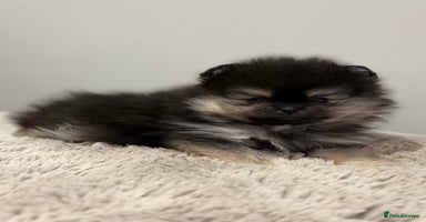 Pomeranian dogs KC Black&Tan Pom puppies stunning 🤩 🧡🖤 - Advert 9