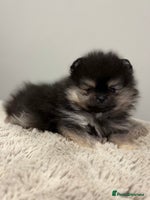 Pomeranian dogs KC Black&Tan Pom puppies stunning 🤩 🧡🖤 - Advert 9