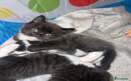 Domestic Shorthair cats for sale: 3 male kittens for sale 🩷 - Image 10