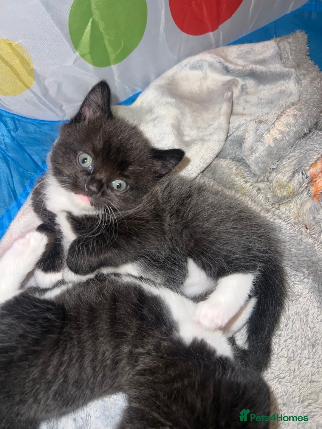 Domestic Shorthair cats for sale: 3 male kittens for sale 🩷 - Image 10
