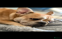 Mixed Breed dogs for sale: Derek and Dotty - Advert 1