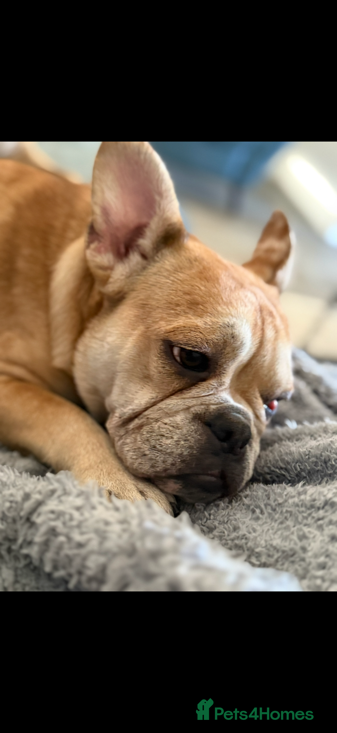 Mixed Breed dogs for sale: Derek and Dotty - Advert 1