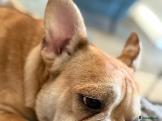 Mixed Breed dogs Derek and Dotty - Advert 1