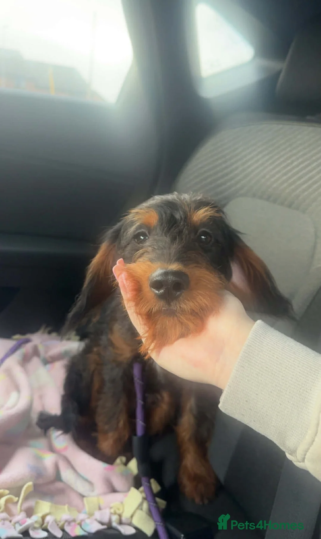 Doxiepoo dogs for sale: Gorgeous doxiepoo  - Advert 4