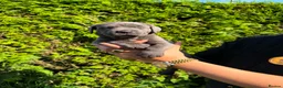 Cane Corso dogs for sale: Cane Corso puppies - Advert 21