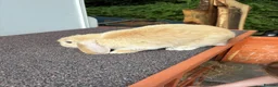 Mini Lop rabbits for sale: Mini Lop Kits - £80 - Four Marks, Alton - Advert 8