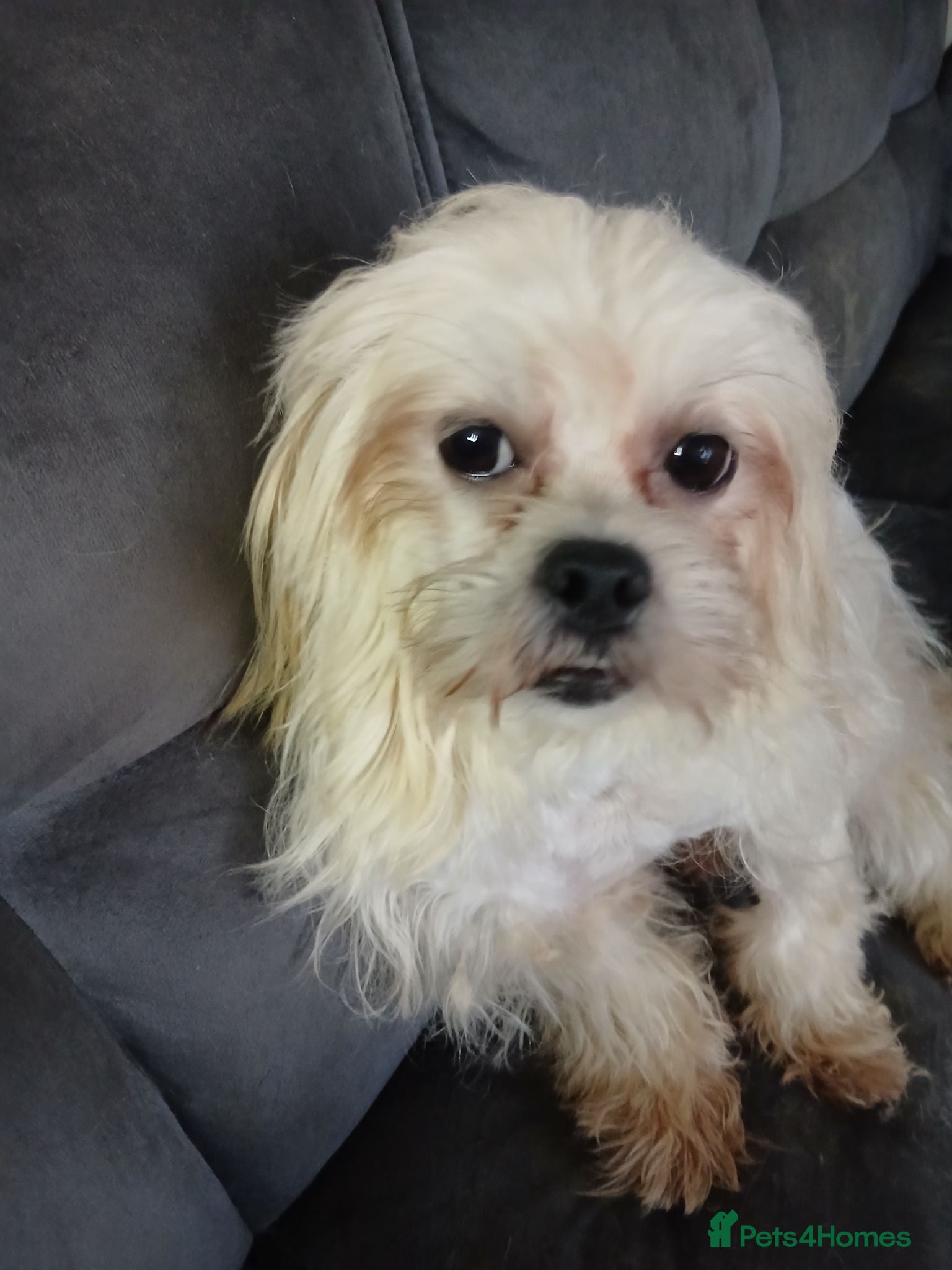 Mixed Breed dogs for sale: Maltes/Lhasa apso puppies  - Advert 2