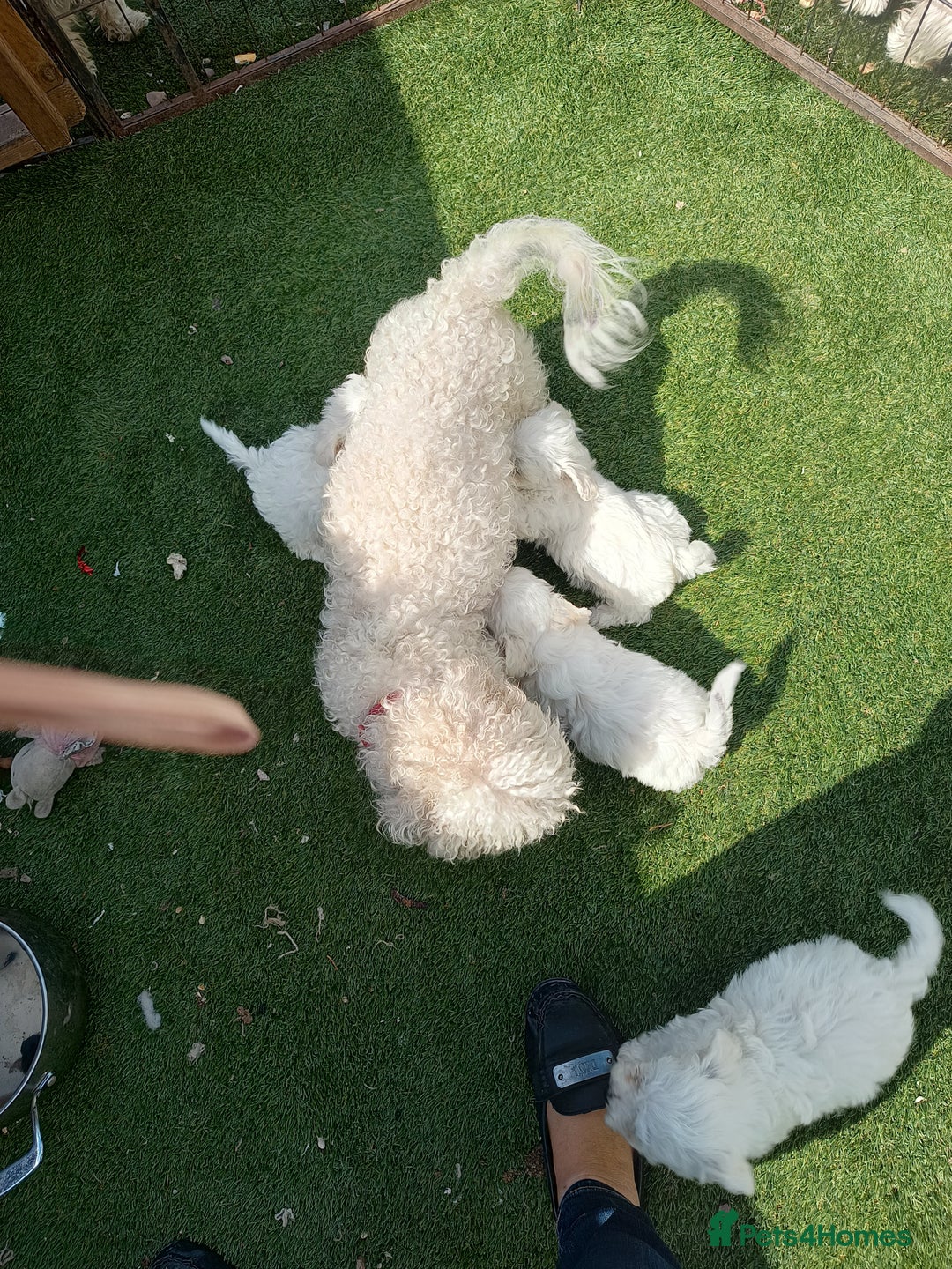 Mixed Breed dogs for sale: Bichion x Maltese pups - Image 4