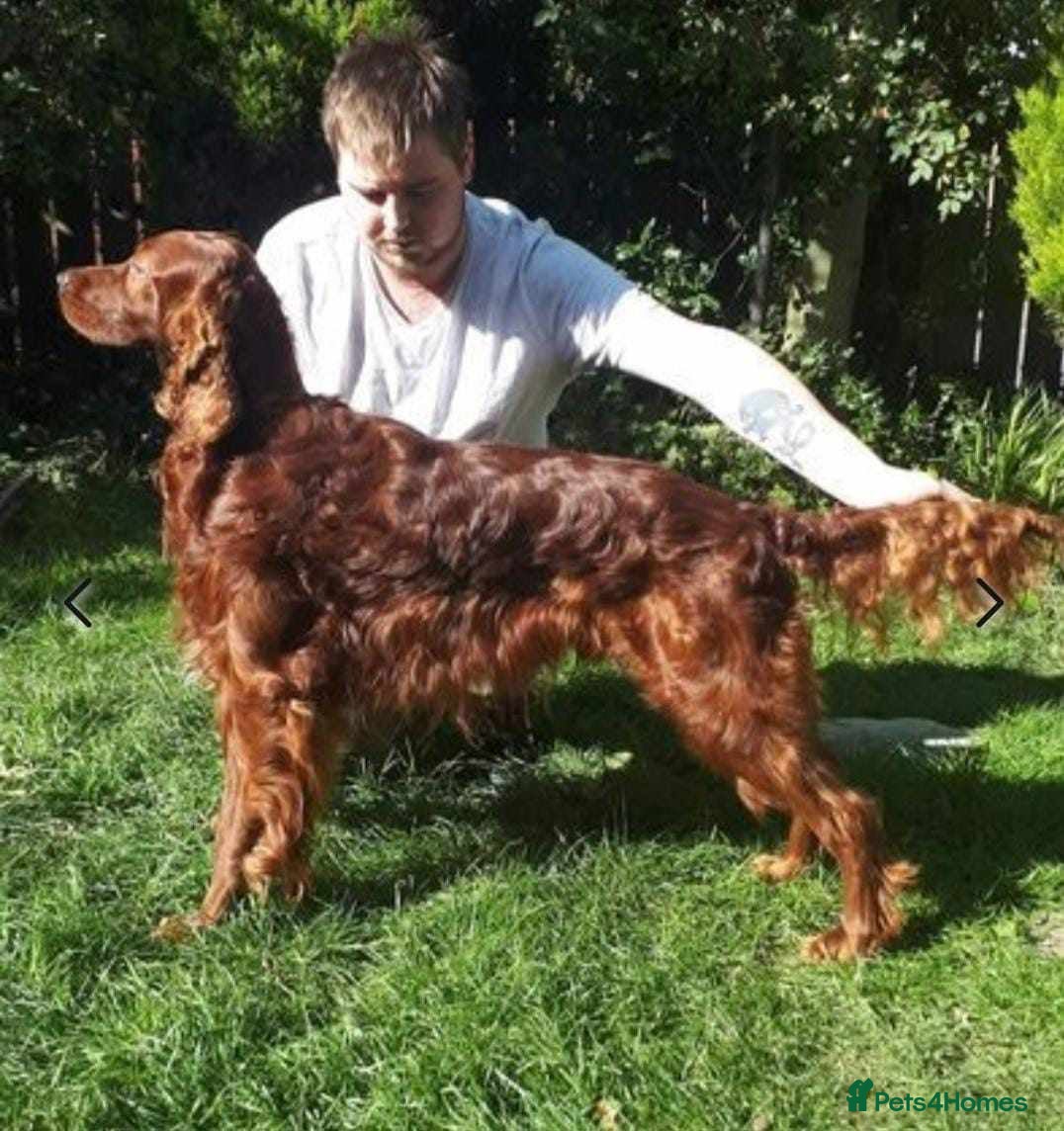 Irish Setter dogs KC Crufts lines import Irish Setter in Gateshead - Advert 1