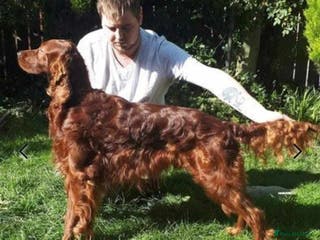 Irish Setter dogs KC Crufts lines import Irish Setter in Gateshead - Advert 1