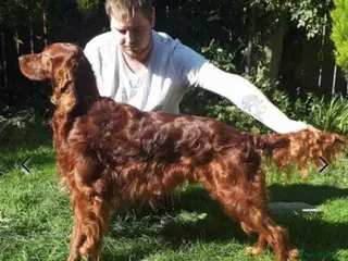 Irish Setter dogs KC Crufts lines import Irish Setter in Gateshead - Advert 3