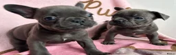 French Bulldog dogs for sale: Blue French bulldog puppies  - Advert 8