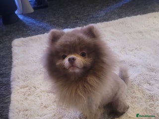 Pomeranian dogs 2 year old male Pomeranian - Advert 1