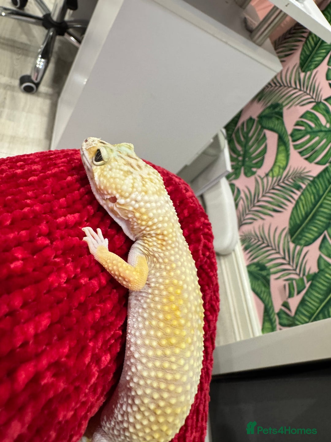 Gecko reptiles for sale: Leopard gecko  - Image 2