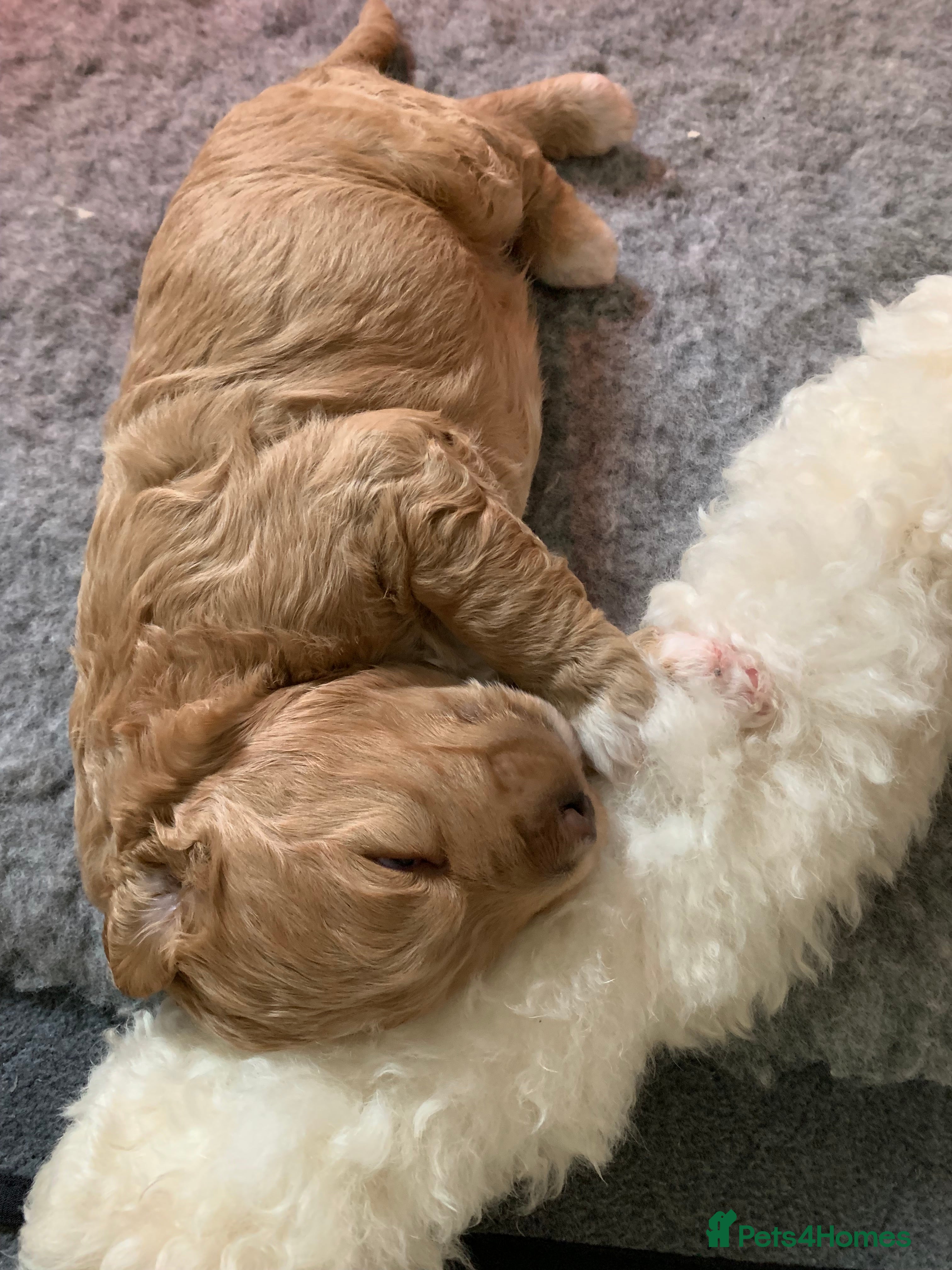 Goldendoodle dogs Goldendoodle/double doodle - Advert 18