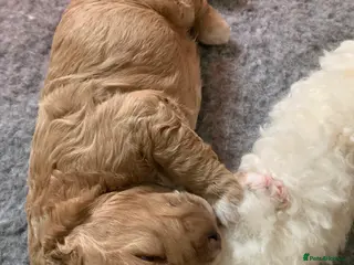 Goldendoodle dogs Goldendoodle/double doodle - Advert 18