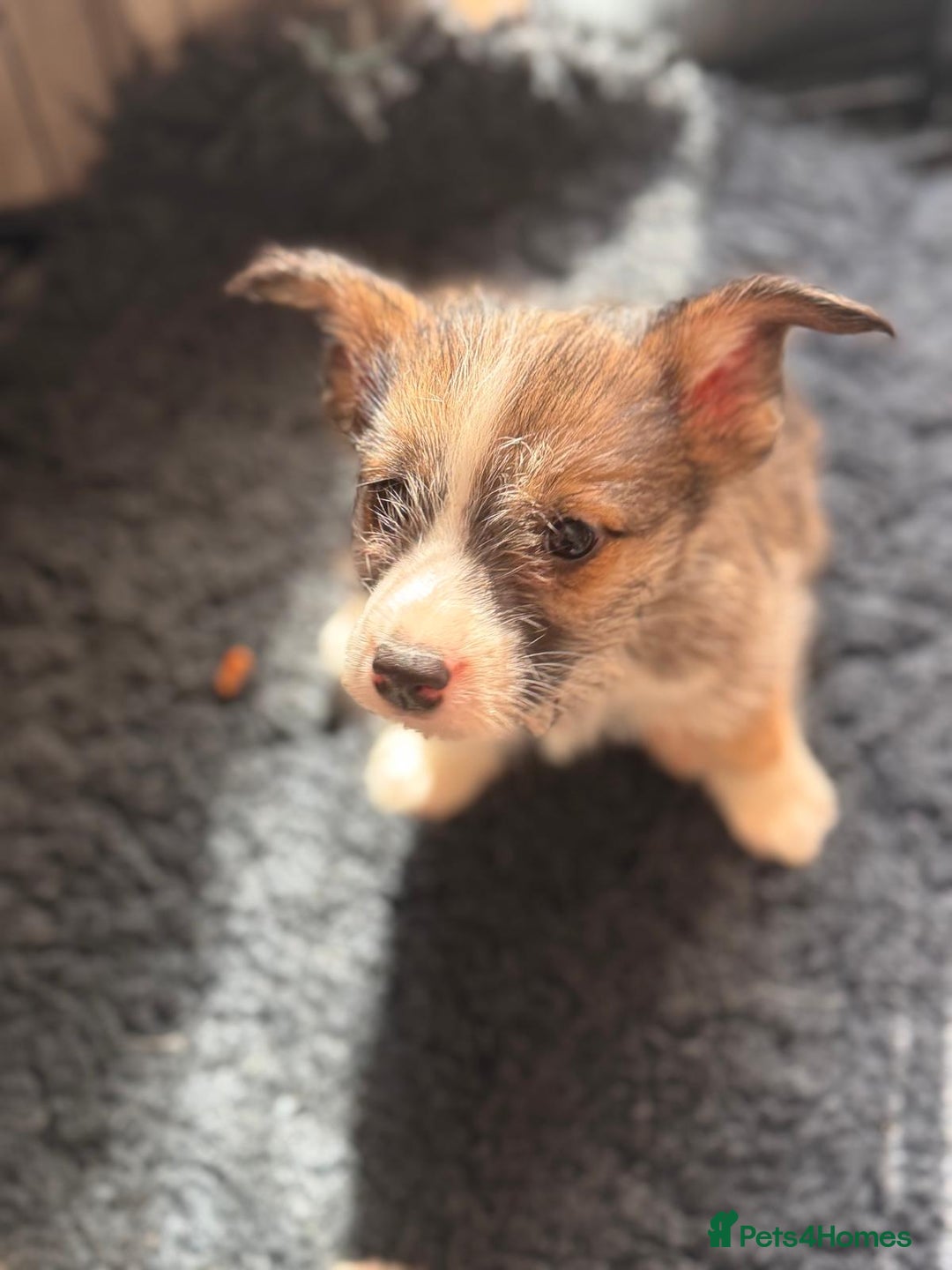 Mixed Breed dogs for sale: Siberian Husky X Staff/Lhasa Apso. Only 2 left!!  - Image 3