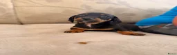 Jackshund dogs for sale: Jackshund puppy for sale  - Advert 7