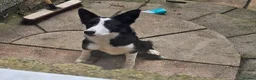 Border Collie dogs for sale: Female border collie pup in Dunfermline - Advert 2