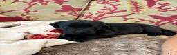 Labrador Retriever dogs for sale: KC Registered Labrador Puppies For Sale - Advert 5
