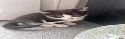 Domestic Shorthair cats for sale: 3 Domestic Kittens  - Advert 6